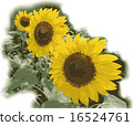 Sunflower flower 16524761
