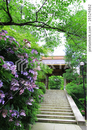 Takahata Fudo和繡球花 16524862