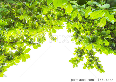 Green forest with sunlight Green forest with sunlight 16525872