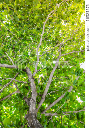 Green forest with sunlight Green forest with sunlight 16525873