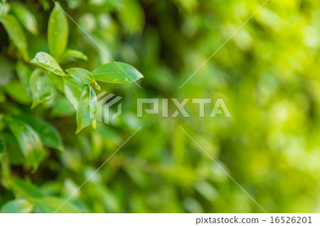 Green leaf background 16526201