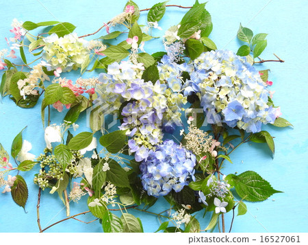 Floral pattern hydrangea 16527061