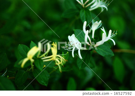 金銀花開花 金銀花開花 16527592