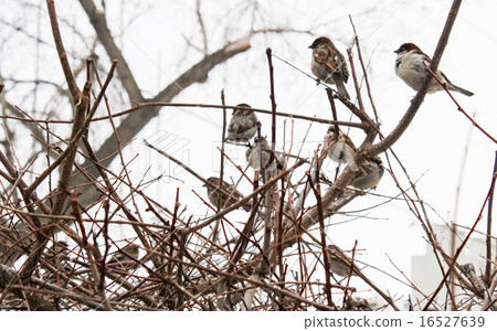 Sparrows in the bushes 16527639
