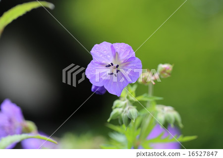 天竺葵花 天竺葵花 16527847
