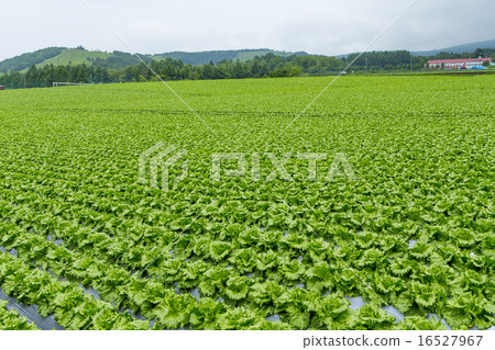 塔巴拉蔬菜 16527967