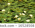 Water lily 16528508