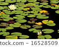 Water lily 16528509