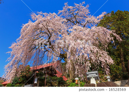Weeping cherry tree 16528569