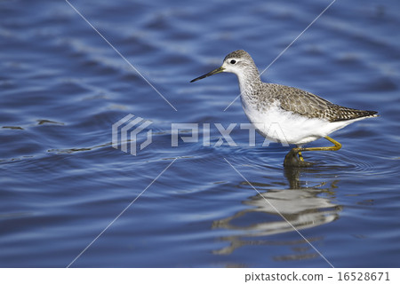 Core owls Core owls 16528671