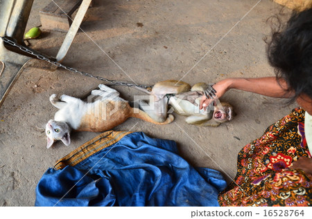 Lao monkey and cat 16528764