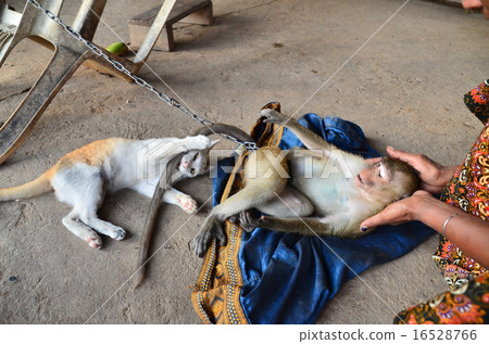 Lao monkey and cat 16528766