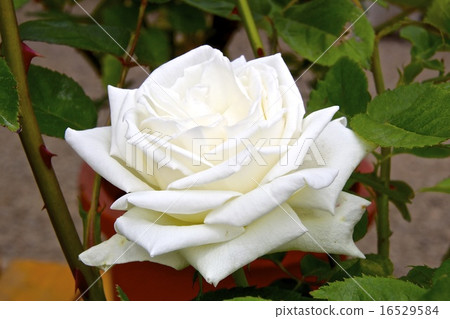 A gorgeous big white rose "White Christmas" A gorgeous big white rose "White Christmas" 16529584