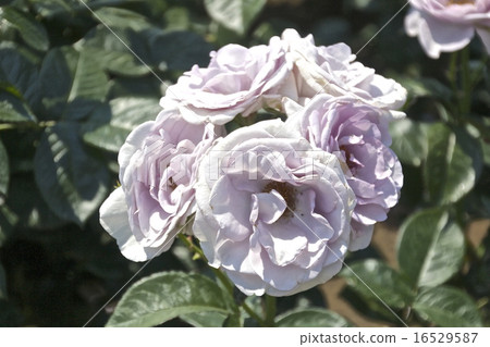 Elegant and soft blue rose "Blue Bayou" Elegant and soft blue rose "Blue Bayou" 16529587