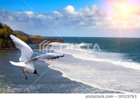 seagull over the sea on Gri-Gri's cape, Mauritius 16529763