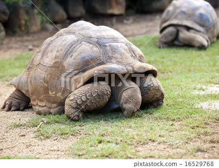 Big Seychelles turtle eat Big Seychelles turtle eat 16529768