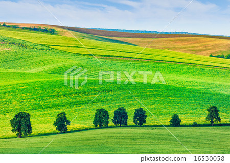 Rolling landscape of South Moravia with trees. Rolling landscape of South Moravia with trees. 16530058