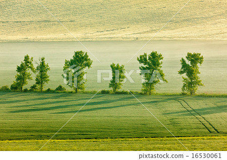 Moravian rolling landscape with trees in morning 16530061