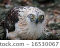 Eagle on the ground 16530067