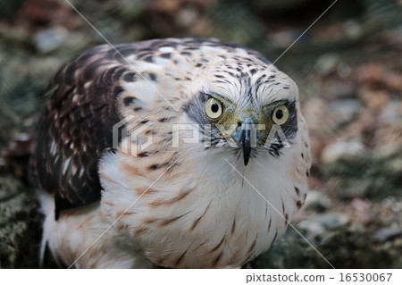 Eagle on the ground 16530067