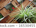 Air plants Air plants 16530455