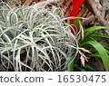 Air plants Air plants 16530475