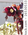 Christmas rose Christmas rose 16530533