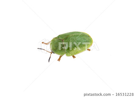 Green beetle on a white background Green beetle on a white background 16531228