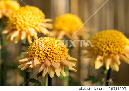 Classical chrysanthem 16531305