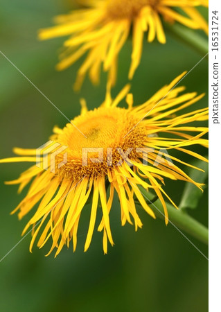 Healing Inula helenium Healing Inula helenium 16531724