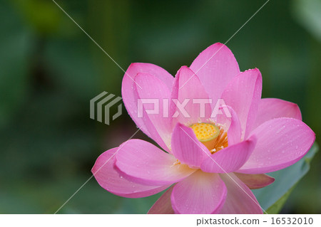A lotus 16532010