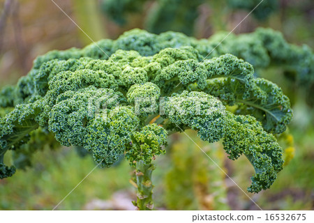 green kale in cultivation green kale in cultivation 16532675