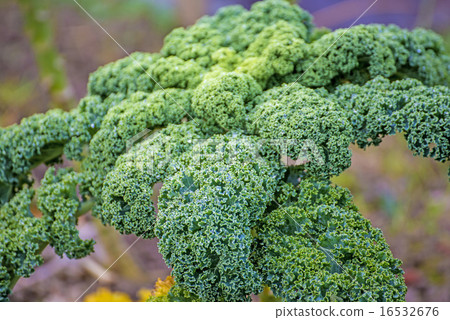 green kale in cultivation 16532676