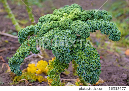 green kale in cultivation 16532677