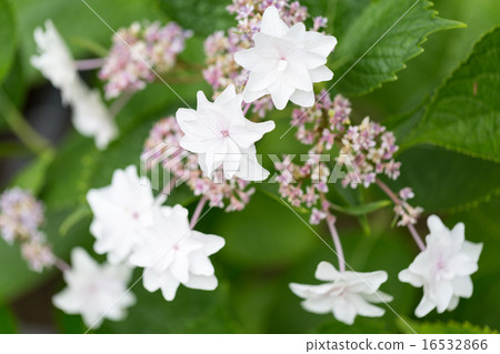 繡球花品種（墨田花煙花） 16532866