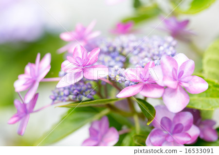 繡球花品種（西鄉） 16533091