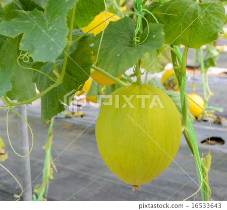 Canary melon fruit on its tree 16533643