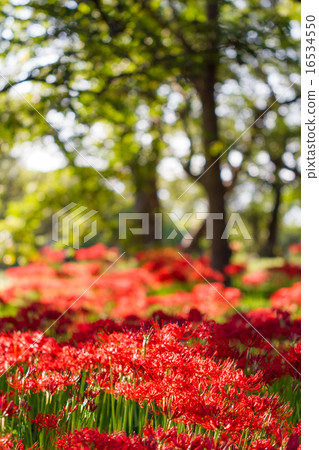 Keihin Gardens的群集孤挺花 16534550