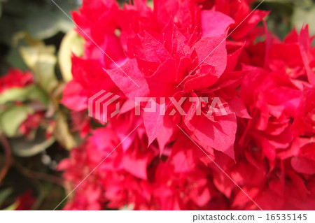 燃燒紅緋紅色九重葛 16535145