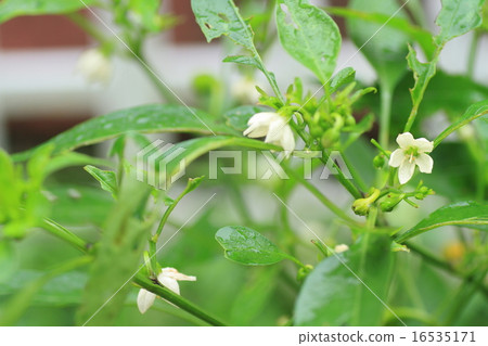 Okra's Flower 16535171