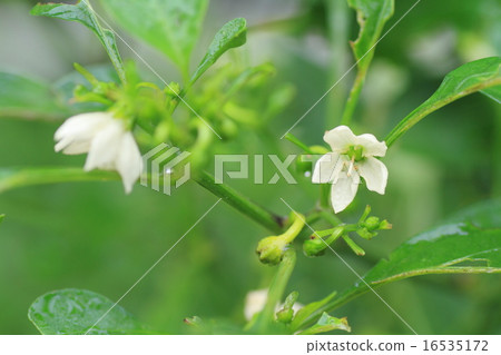 Okra's Flower 16535172