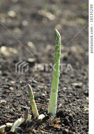 Asparagus 16535299