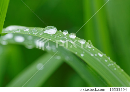 Waterdrops on the grassy grass that falls on rain 16535394
