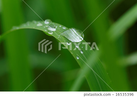 Waterdrops on the grassy grass that falls on rain Waterdrops on the grassy grass that falls on rain 16535396