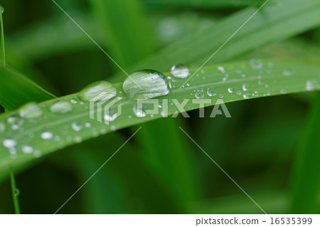 Waterdrops on the grassy grass that falls on rain 16535399