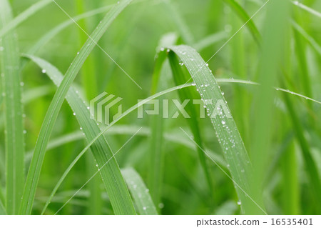 在落在雨的像草的草的Waterdrops 16535401