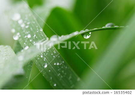 在落在雨的像草的草的Waterdrops 16535402