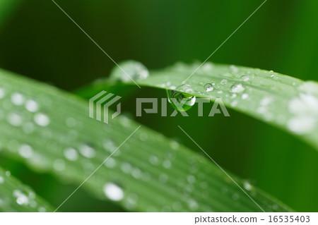 Waterdrops on the grassy grass that falls on rain 16535403