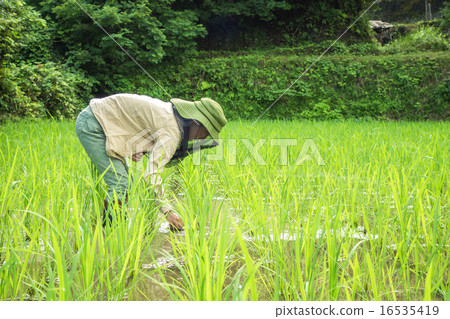 稻田 稻田 16535419