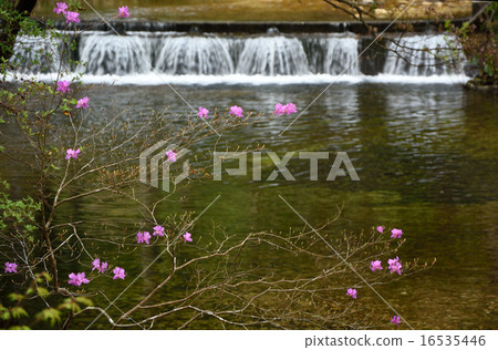瀑布和Mitsuba杜鵑花 瀑布和Mitsuba杜鵑花 16535446